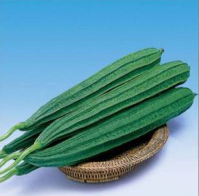 HY. RIDGE GOURD MITHRA